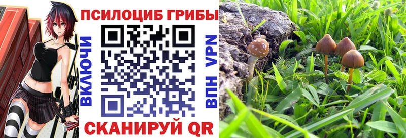 ОМГ ОМГ зеркало  Солнечногорск  Псилоцибиновые грибы Cubensis 